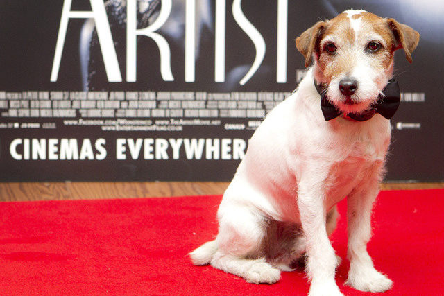 „The Artist“Hund Uggie zieht sich aus dem Filmgeschäft zurück TagesWoche