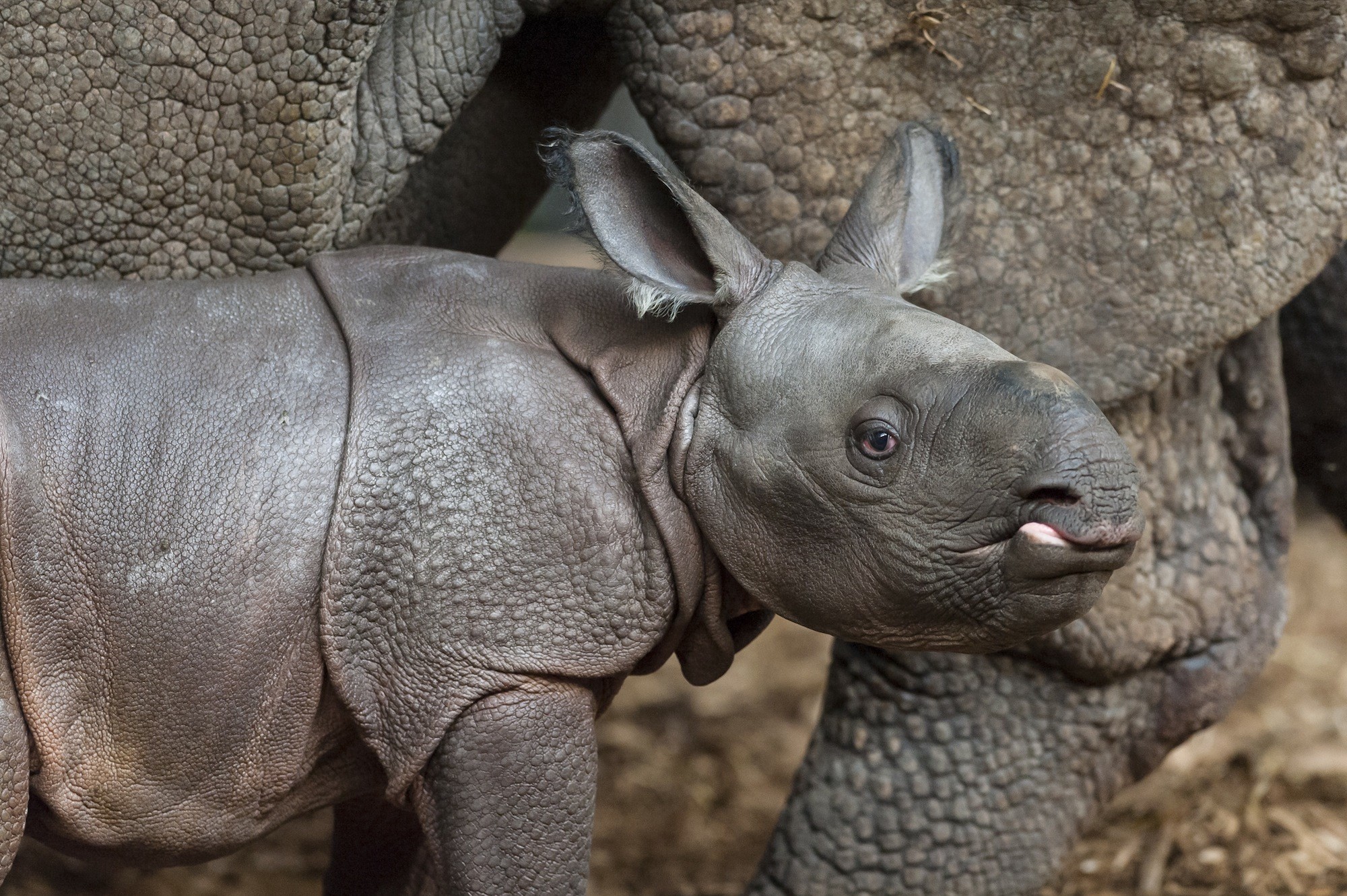 Как называют носорога. Носорог малыш. Индийский носорожек. Самка носорога.