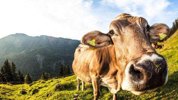 Die Pioniere kämpfen ums Überleben | TagesWoche