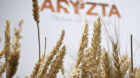 The logo of specialty bakery Aryzta AG hangs on the wall behind ears of corn at the company's seat in Zurich, Switzerland, pi