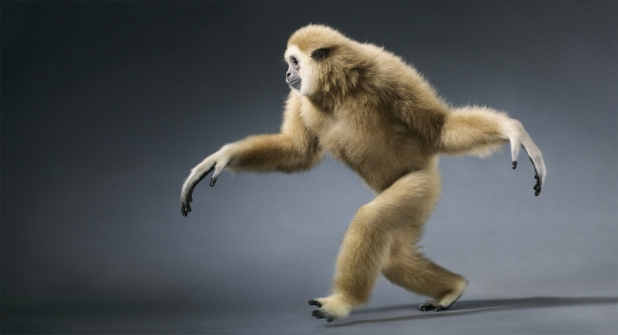 Танцующий шимпанзе. Обезьяна в движении. Лапа обезьяны. Задние лапы обезьяны. Обезьяна идет.