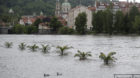 epa03727754 Tree tops peep out of the water on the flooded river bank of Vltava river in central Prague, Czech Republic, 02 J