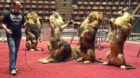 Lion tamer Oleksiy Pinko rehearses tricks with lions before their performance in a Kiev circus May 31, 2013. Pinko has traine