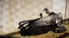 Vulture, Italy. “Captive” is a photo series documenting zoo animals in their un-natural environment.