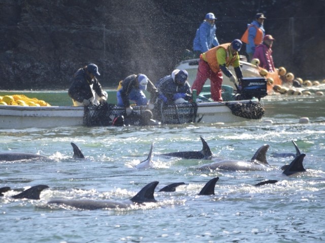 In Japans Taiji-Bucht wird Jagd auf Delfine gemacht | TagesWoche
