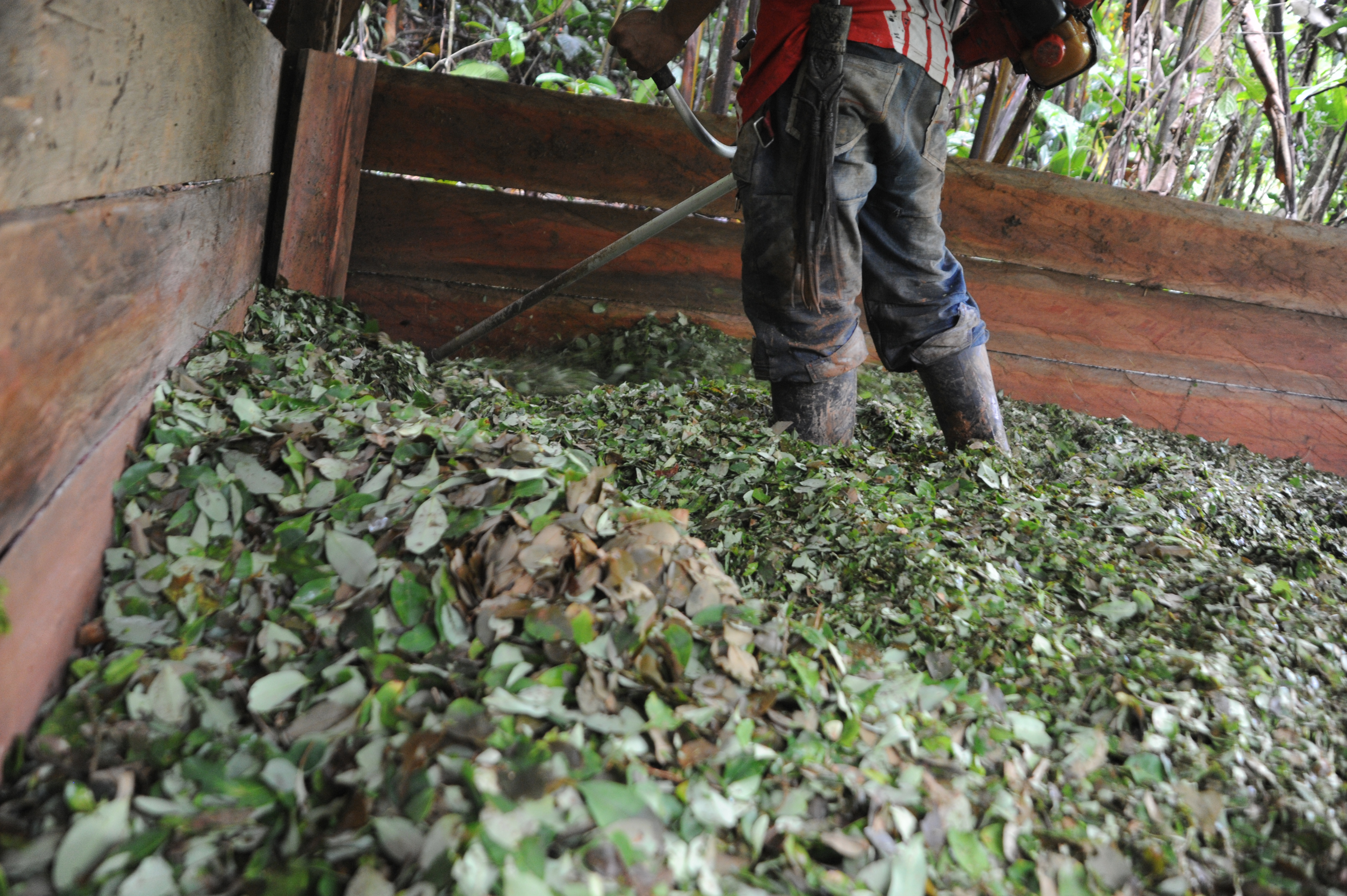 Landwirtschaft ohne den Koka- und Marihuanaanbau ist für die kolumbianischen Bauern heute undenkbar. Die Angst zu verarmen, ist gross. (Bild: Oliver Schmieg)