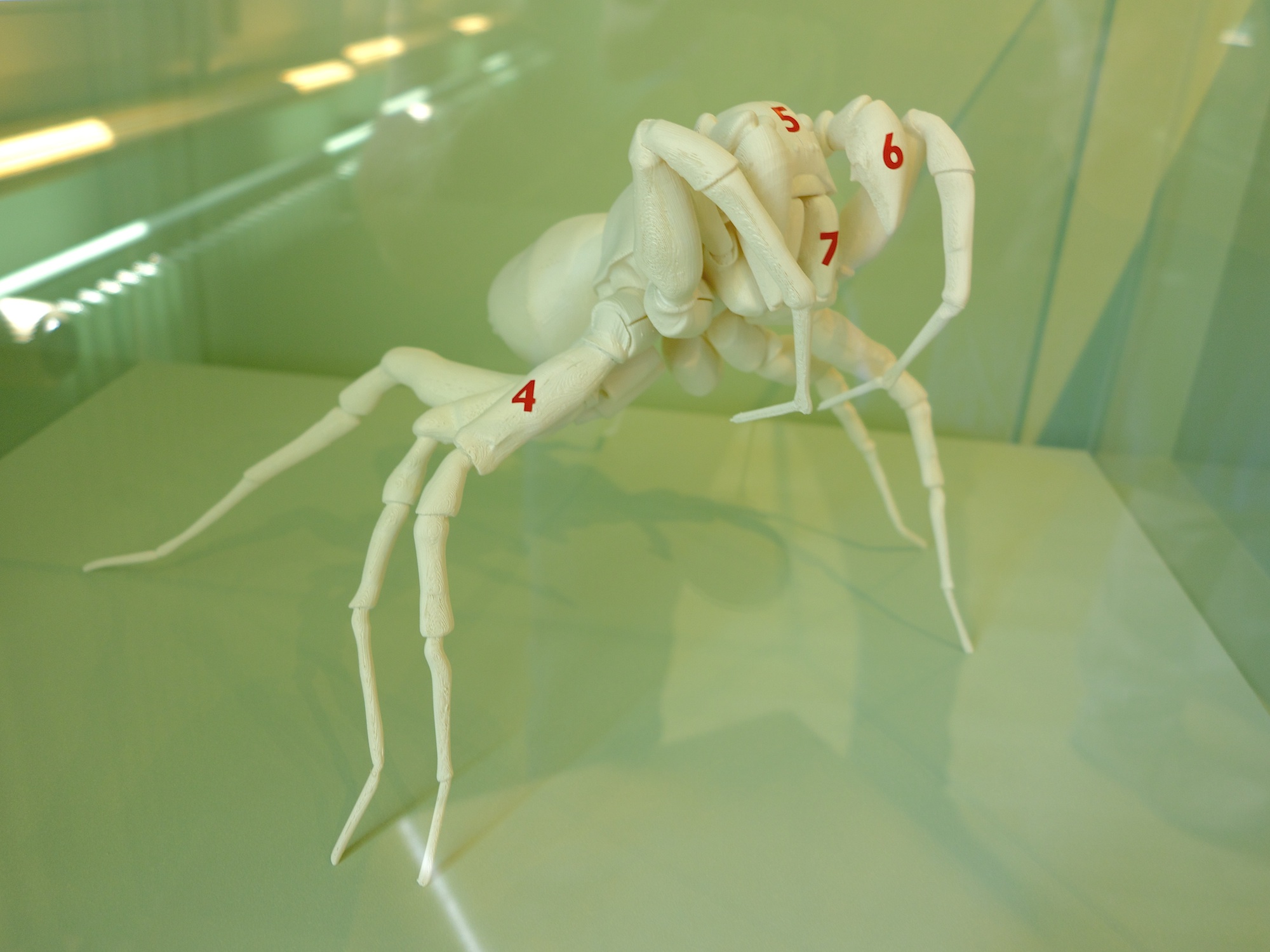 Eine Spinne in typischer Paarungspose. Das Model wurde von Thomas Edin nach wissenschaftlichen Erkenntnissen mit einem 3D-Drucker entworfen.