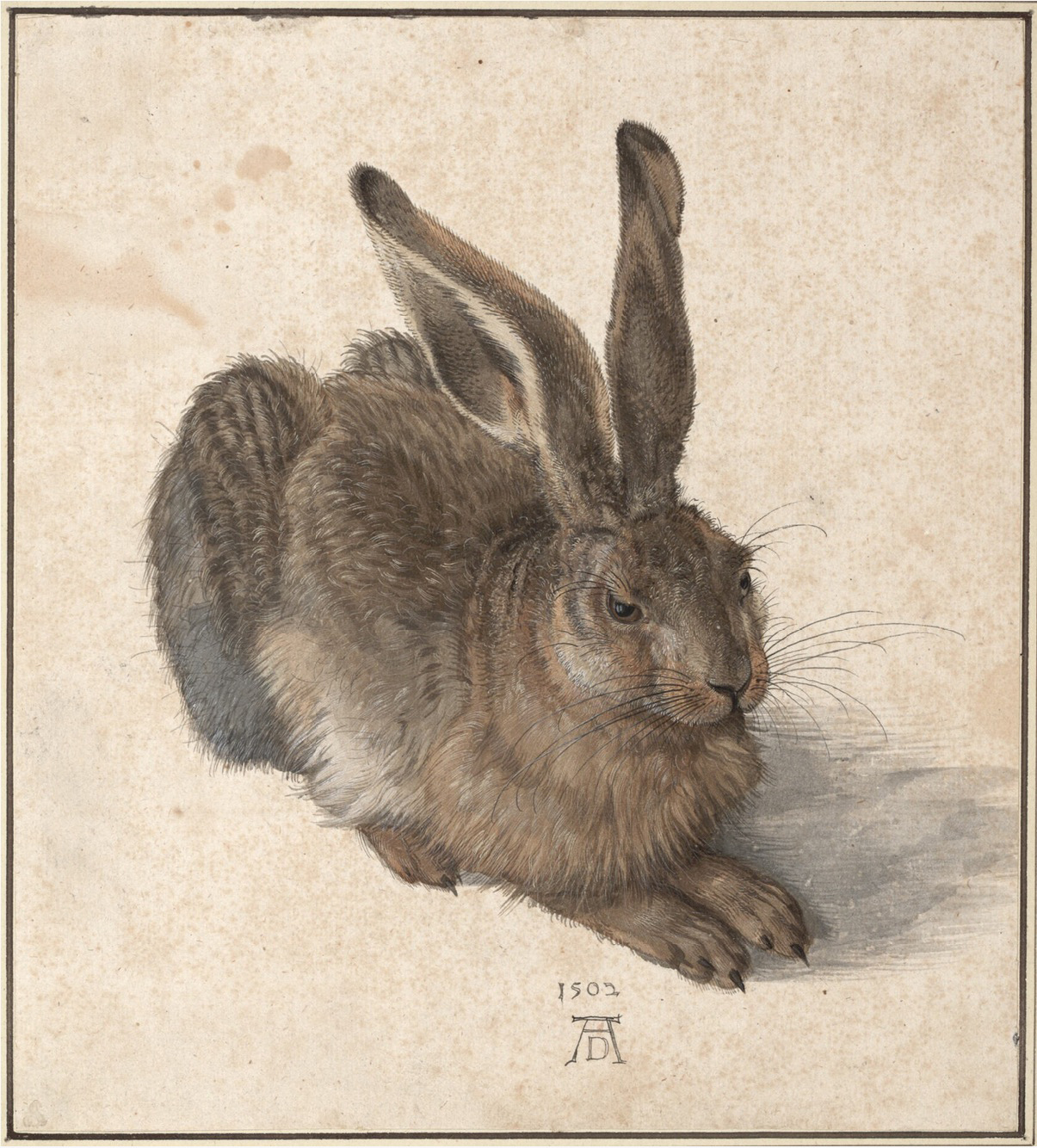 Dürers wohl schönste, sicherlich aber bekannteste Tierdarstellung: sein «Häslein».