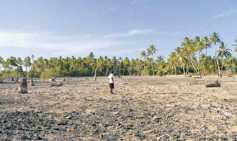 Auf Tuvalu verdorren die Palmen.
