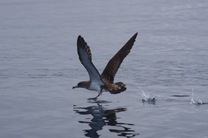 Vogel in Sicht – mit dem Feldstecher an Deck | TagesWoche