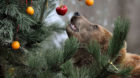 Kamchatka Brown Bear Mascha stands beside a Christmas tree, decorated with fruits and fish, at Hagenbecks zoo in Hamburg, nor