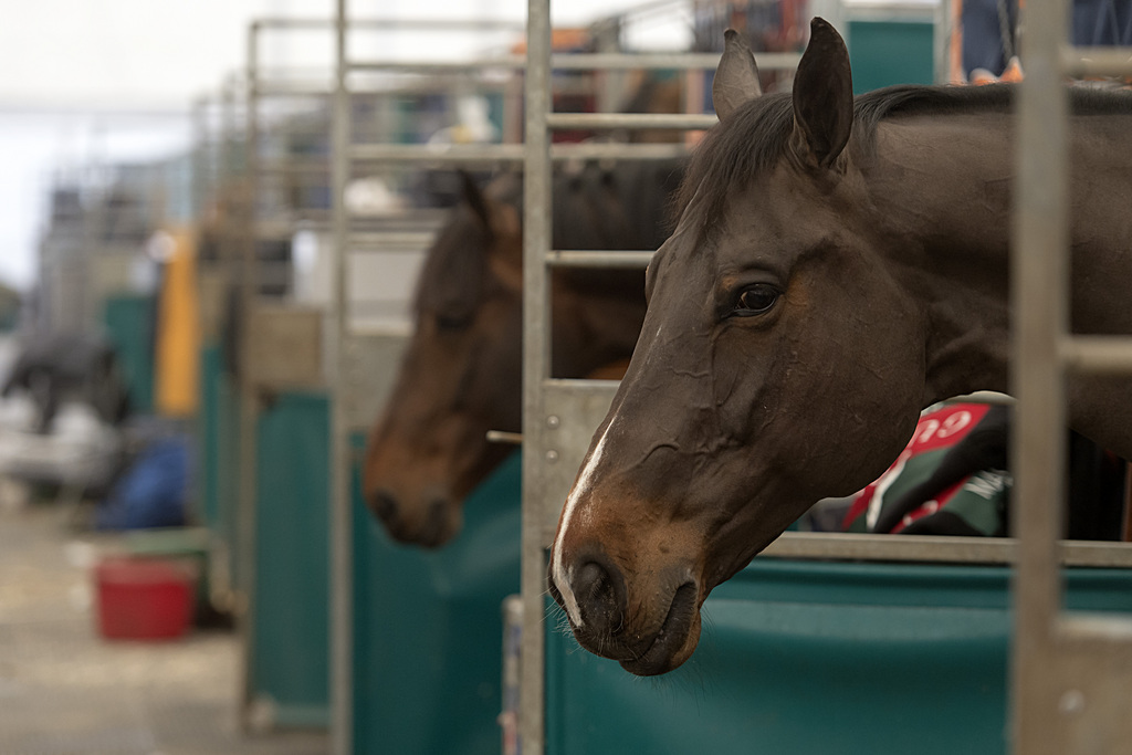 Pferde schauen aus ihrer Box im Vorfeld des CSI Basel in den aufgebauten Zelten neben der St. Jakobshalle in Basel am Mittwoch, 7. Januar 2015. Der CSI Basel findet vom 8. bis 11. Januar 2015 statt. (KEYSTONE/Georgios Kefalas)