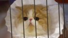 After being groomed, a cat waits for judging to begin at the annual cat show in Del Mar, California January 24, 2015.  REUTER