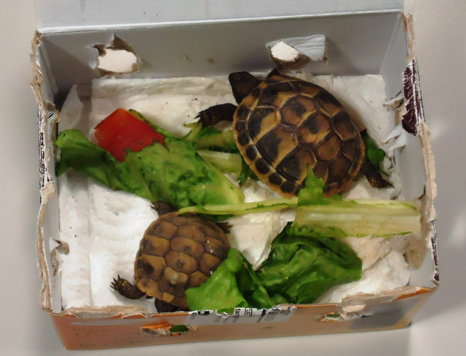 Nicht alltäglicher Fund: 52 Schildkröte wurden letztes Jahr in einem Lieferwagen entdeckt. Der Schmuggler hatte noch 500 mehr Zuhause.