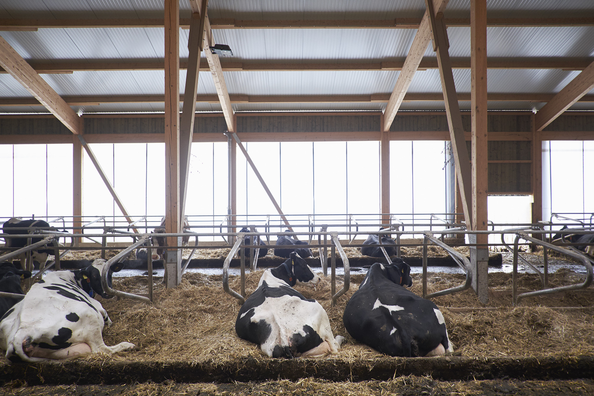 Im neuen Stall auf dem Hof der Amslers sind die Kühe nicht mehr angebunden. Das Sozialleben könnten sie so besser ausleben, sagt der Bauer.