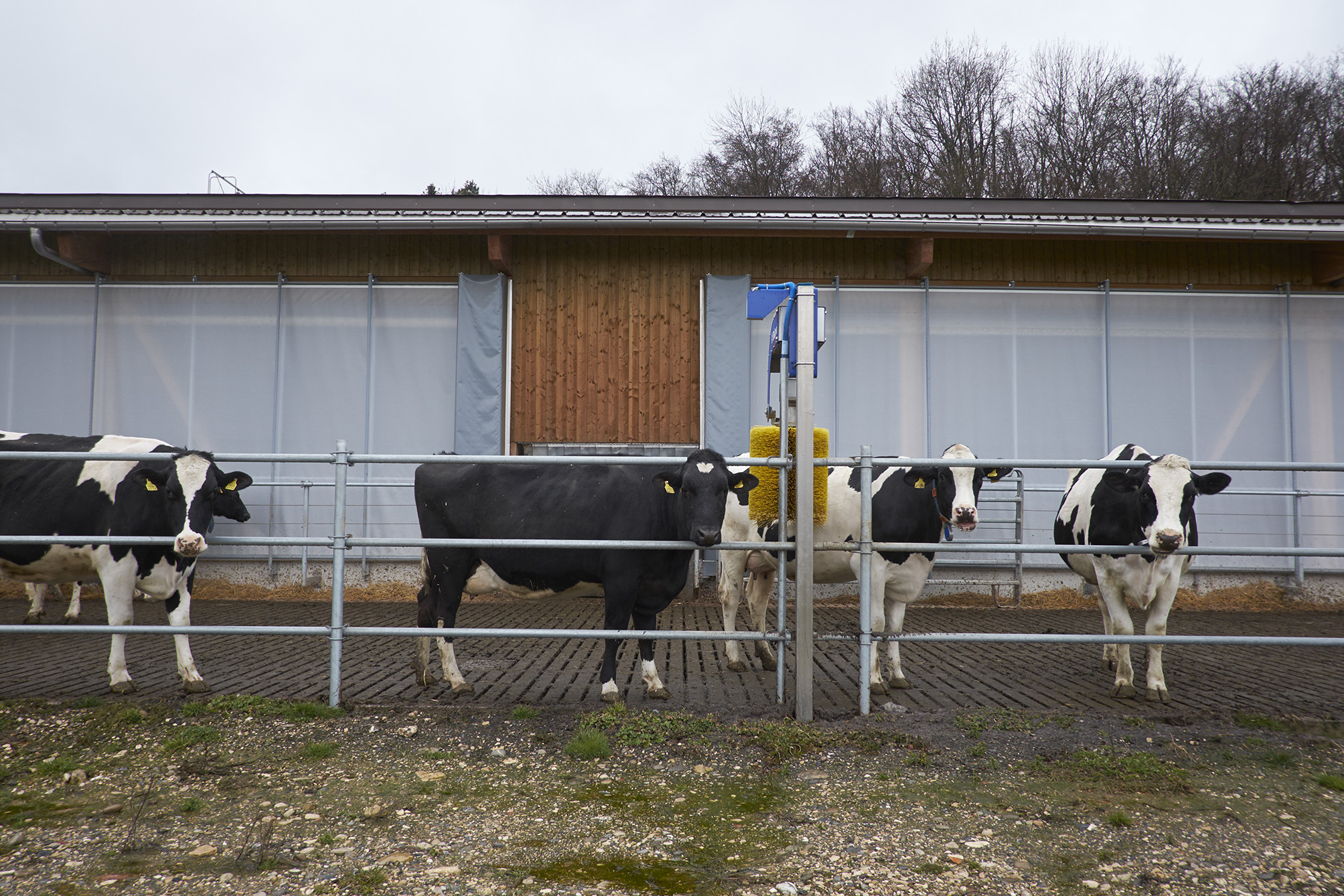 Jederzeit können die Kühe auf die Terrasse vor dem Stall. Die grossen Fenster lassen sich im Sommer dauerhaft öffnen.