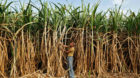 A farmer works in his sugarcane field on the outskirts of the western Indian city of Ahmedabad February 28, 2015. India is ex