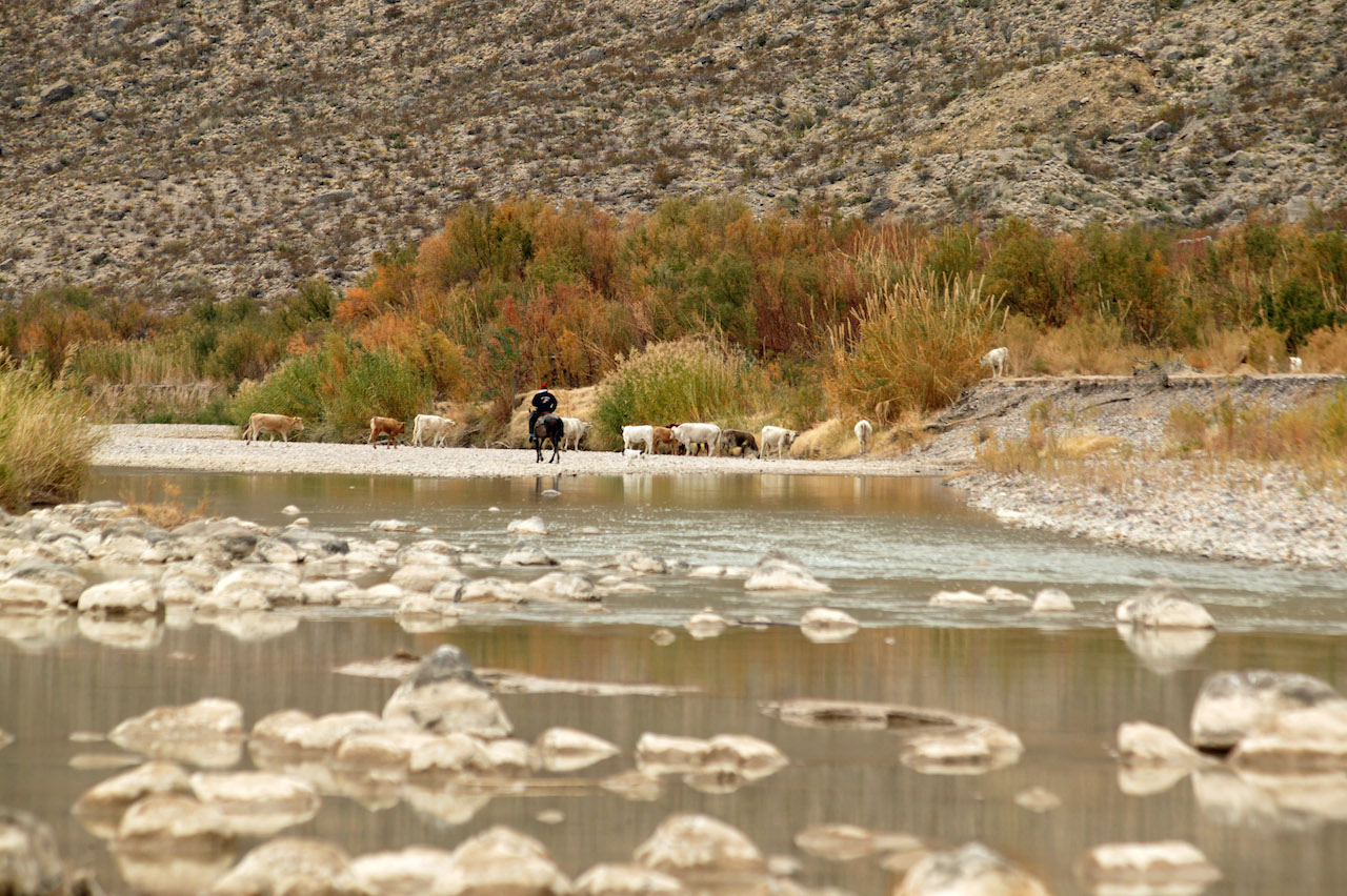 Ein Vaquero führt in Mexiko seine Herde zum Wasser. Manchmal macht sich ein Rind auf den Weg in die USA.