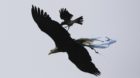 Lazio's mascot eagle Olimpia is attacked by a crow as it flies before the start of their Serie A soccer match against Chievo 