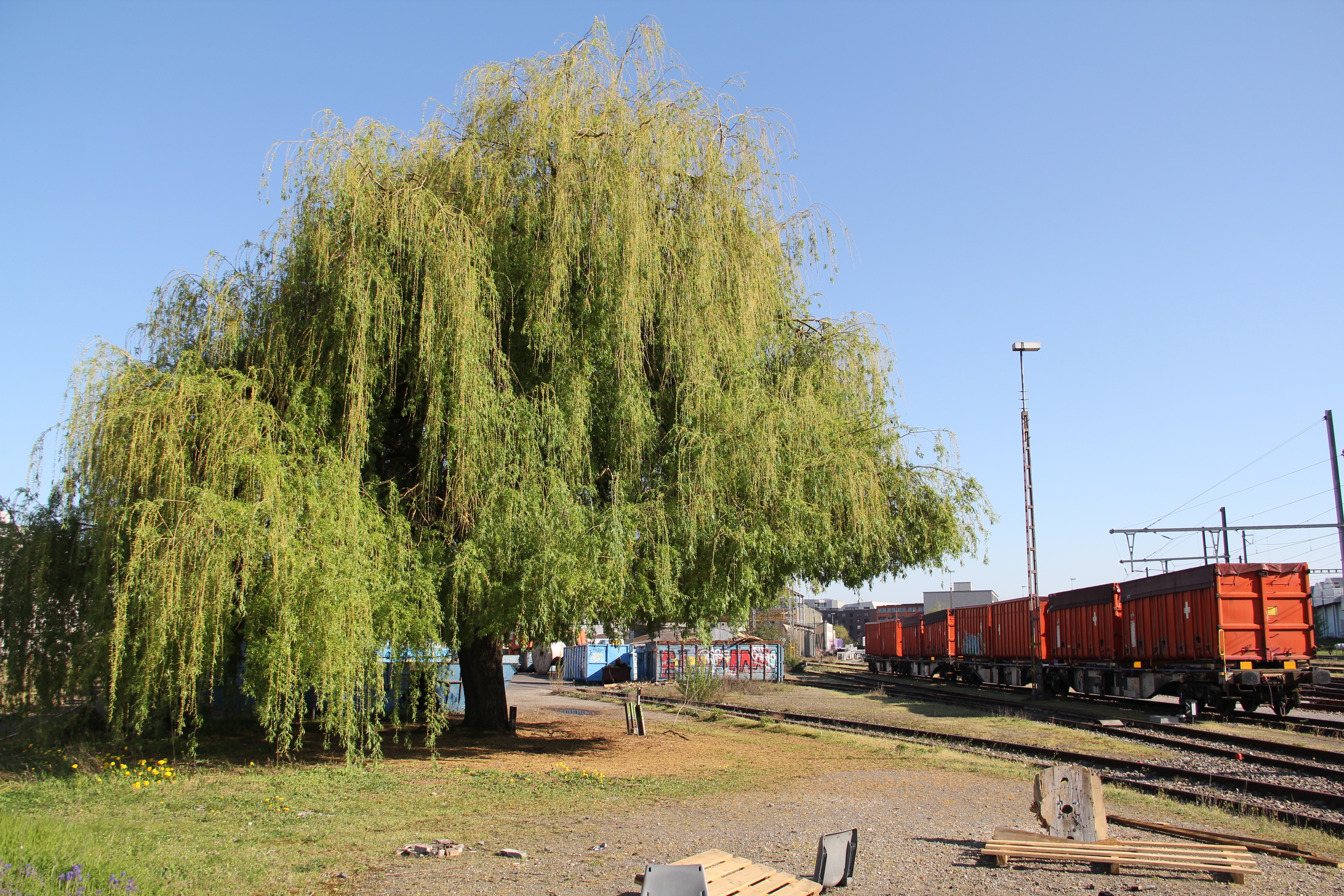 Stolz steht sie inmitten von Geleisen, Containern und Waggons: Die Trauer- oder auch Feierweide vom Lysbüchel.