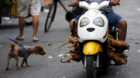 A man carrying butchered dogs drives past a pet dog at a dog meat market ahead of a local dog meat festival in Yulin, Guangxi