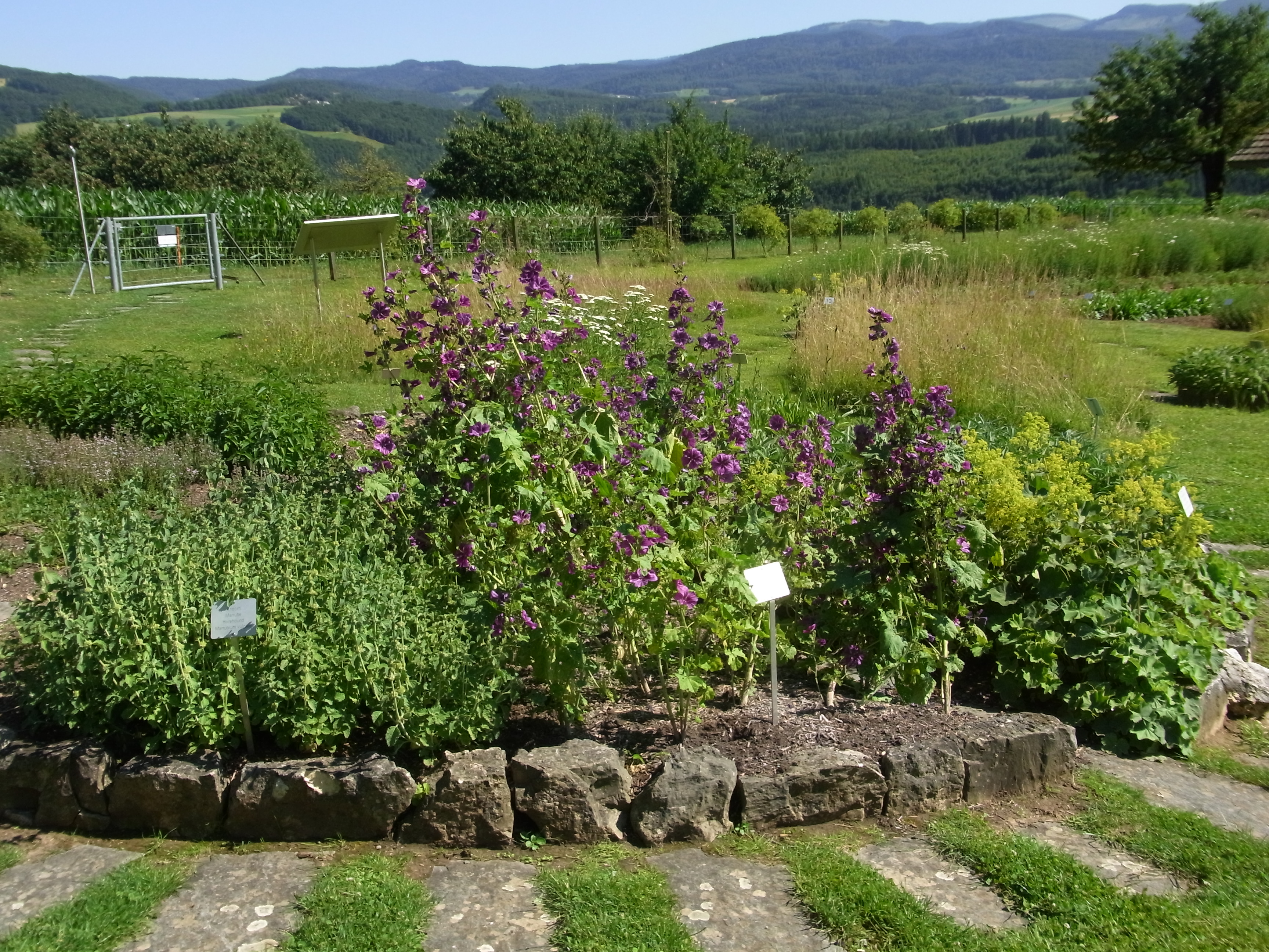 Der Kräutergarten der Ricola zieht nicht nur Bienen, sondern auch viele Besucher an.