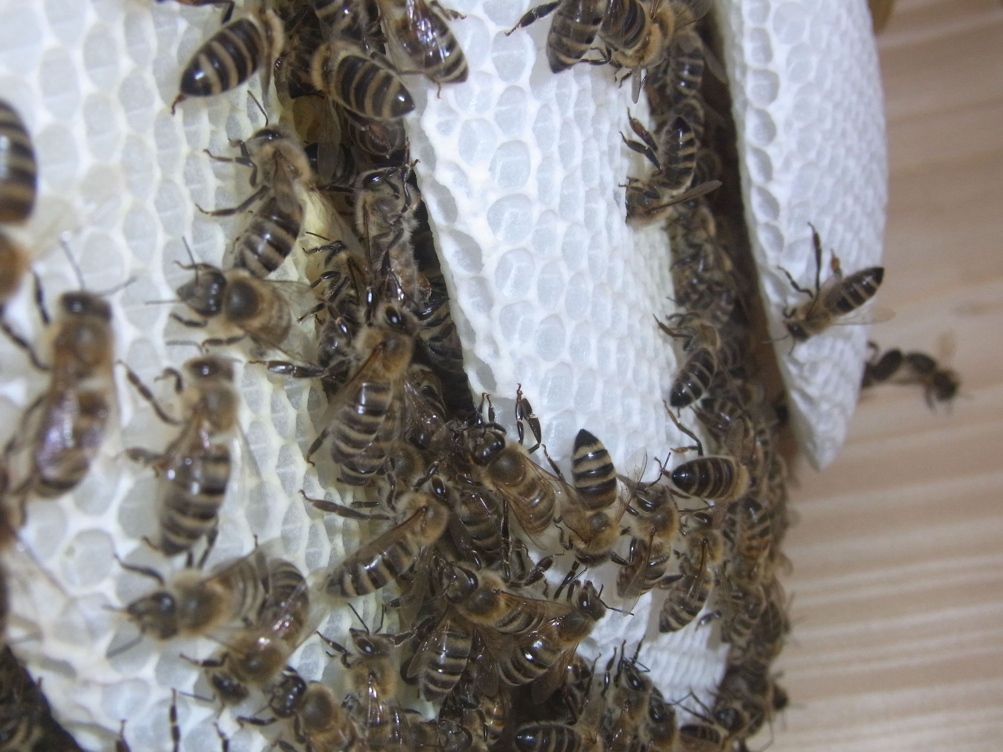 Bienen, Bienen, Bienen: Es summt und brummt auf dem Pfad in Nenzlingen.