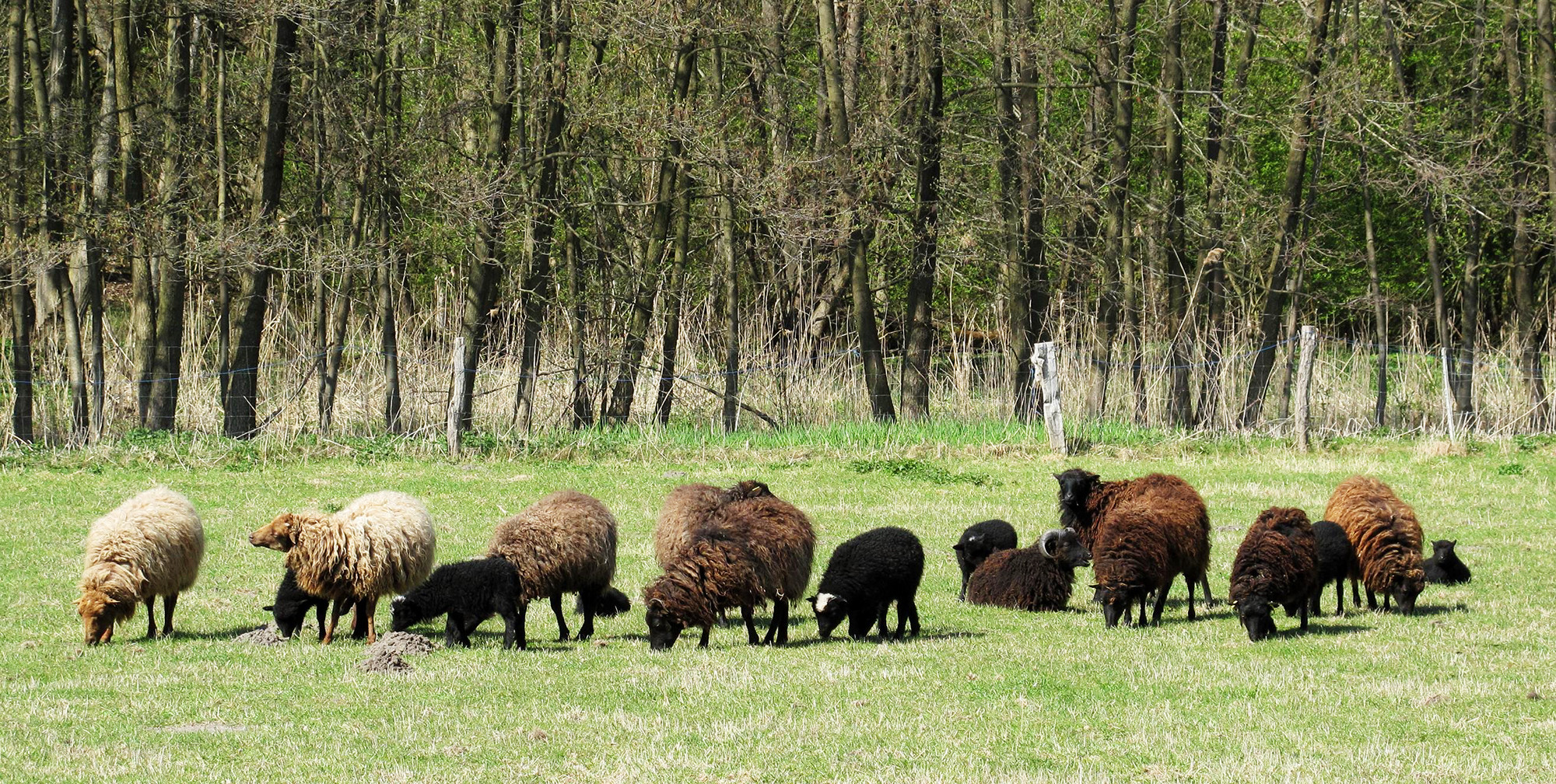 Die Rasen-Mäh-hä-här der Basler Stadtgärtnerei | TagesWoche