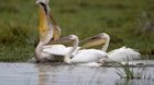 Pelicans catch a fish in a swamp in Amboseli National park, Kenya, August 9, 2015. REUTERS/Goran Tomasevic