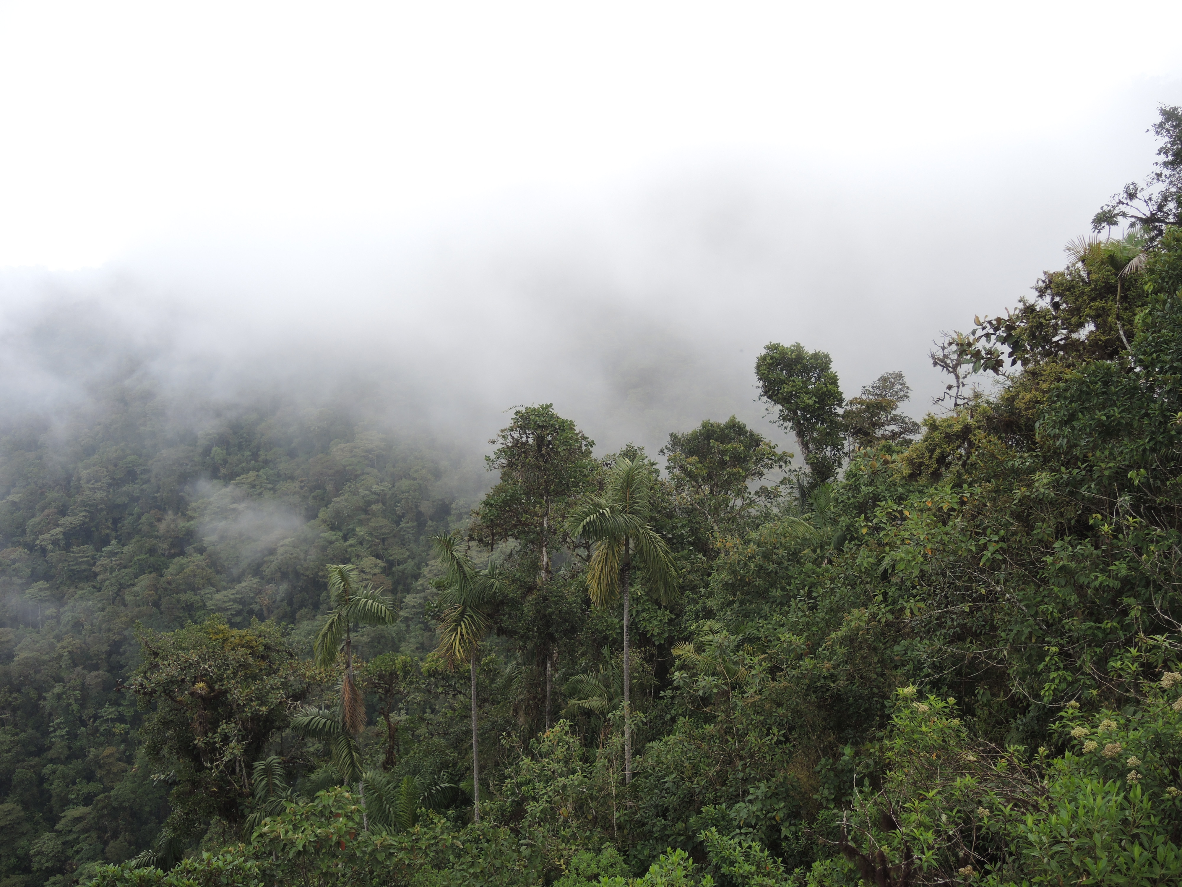 In Ecuador ist der Urwald vor der Abholzung einheimischer Bauern bedroht. Der Basler Botaniker Heinz Schneider will mit weiteren Partnern Teile davon schützen.