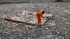 A government worker cleans debris floating on a river ahead of the annual rainy season in north Jakarta, Indonesia November 1