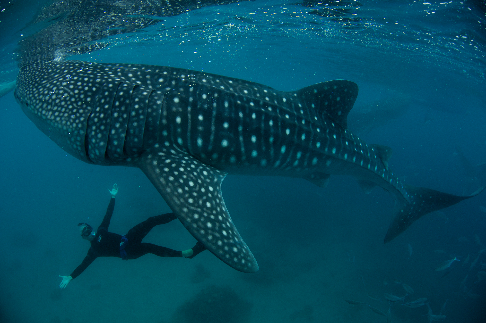 Diving with Whale sharks at Osolob on Cebu in the Southern Visayas in the Philippines onboard the SY Philippine Siren