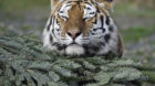 Ganz friedlich ist Tiger Amur mit dem Ziegenbock Timur, den er eigentlich als Futter gekriegt hat. Jetzt beobachtet eine Webc