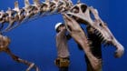 Workers adjust a Spinosaurus's skeleton replica during a preparation and media preview for the Dinosaur EXPO at the National 