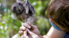 Scientist Jiri Sindelar checks a ring of a Boreal owl chick outside the "Smart Nest Box", which allows the study of birds by 