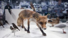 <p>Heimische Tiere in der Stadt: Der abgemagerte Fuchs auf der Suche nach Siedlungsabfällen.</p>
