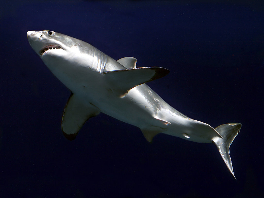 Купить акулу живую. Стая акул. Красивые акулы. Серебристая акула. Акула с белыми пятнами на спине.