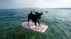 A dog is seen on a swimming board at dog beach and bar in Crikvenica, Croatia, July 12, 2016. The first Croatian beach bar sp
