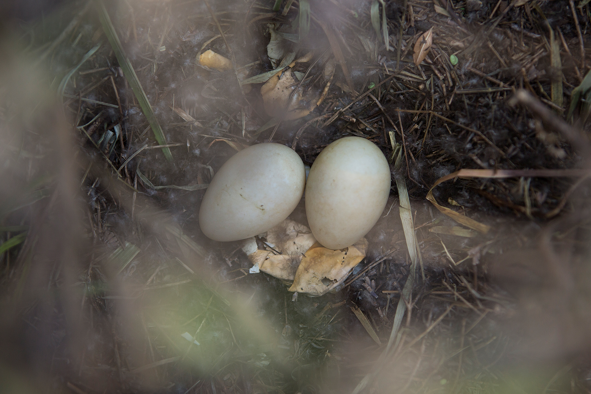 Zwei Eier blieben übrig, acht sind geschlüpft.