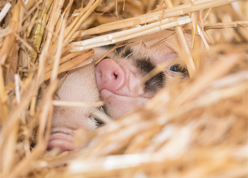 Minipig Jolly ist zum ersten Mal Mutter geworden. Sie kümmert sich hervorragend um ihren Nachwuchs, vermeldet der Zolli.