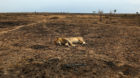 A lion rests in Maasai Mara National Reserve, Kenya September 17, 2016. REUTERS/Goran Tomasevic     TPX IMAGES OF THE DAY