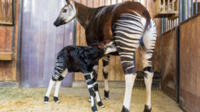 <p>Die Okapi-Kuh Mchawi (5) wurde zum ersten Mal Mutter, betreut ihr frischgeborenes Junges laut Angaben des Basler Zollis ab