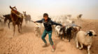 A displaced Iraqi boy leads his animals to safety after escaping from Islamic State controlled village of Abu Jarboa during c