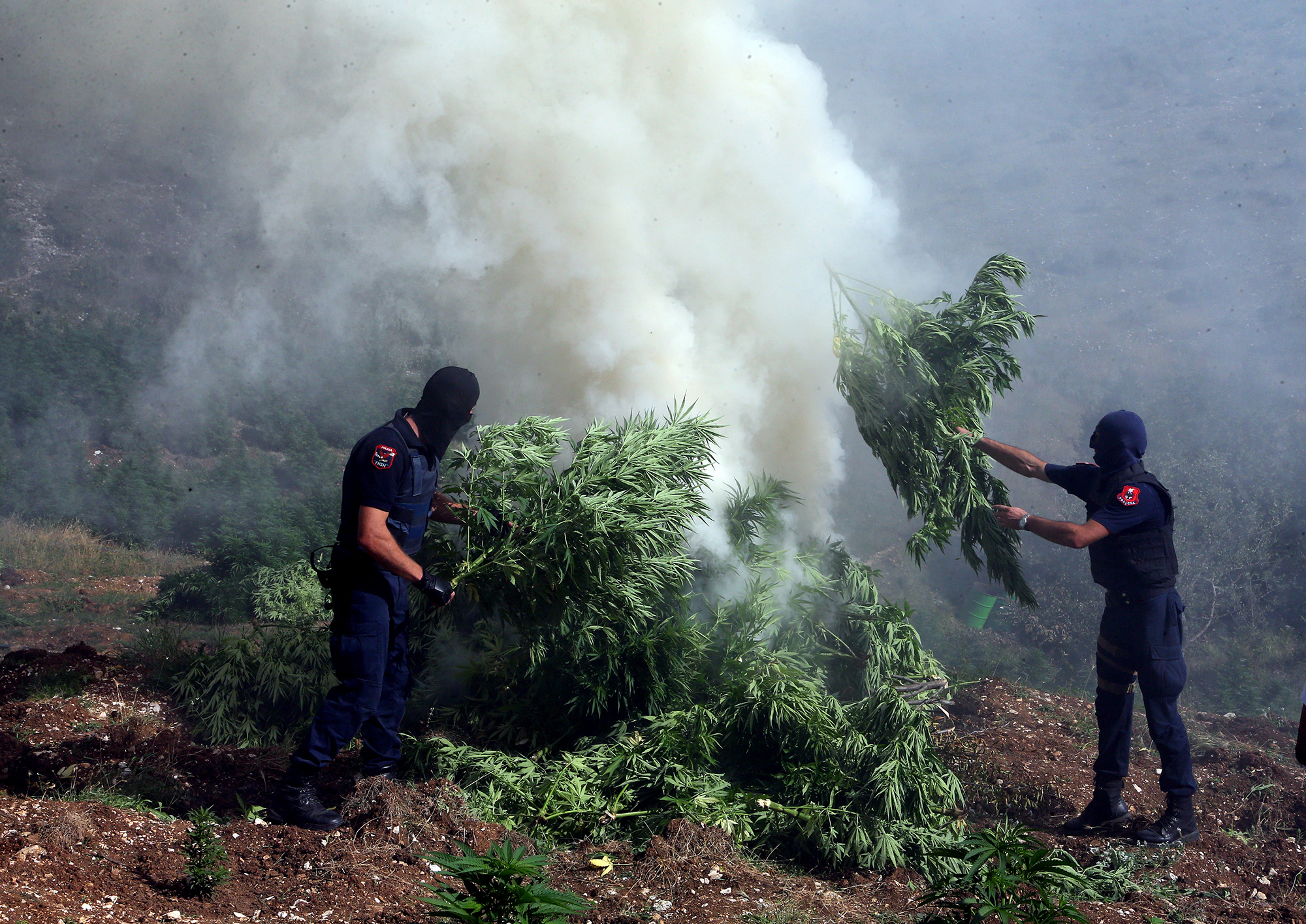 In this photo taken on Thursday Aug. 25, 2015, masked police officers burn cannabis plants in Kurvelesh commune, 200 kilometers (125 miles) south of the Albanian capital, Tirana. Albanian police found and destroyed some 16,000 cannabis plants and arrested a suspect. So far half a million cannabis plants have been destroyed since the government set fighting drug cultivation and trafficking as a top priority. (AP Photo/Hektor Pustina)