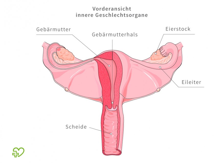 So sieht eine Vagina auf anatomisch aus. Eine richtige Muschi ist natürlich viel schöner.