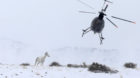 A wild horse is herded into corrals by a helicopter during a Bureau of Land Management round-up outside Milford, Utah, U.S., 