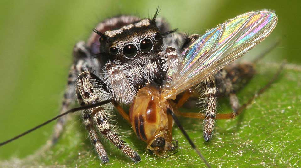 Gelebte Fleischeslust: Spinnen futtern jährlich ein vielfaches ihres Körpergewichts an Insekten.