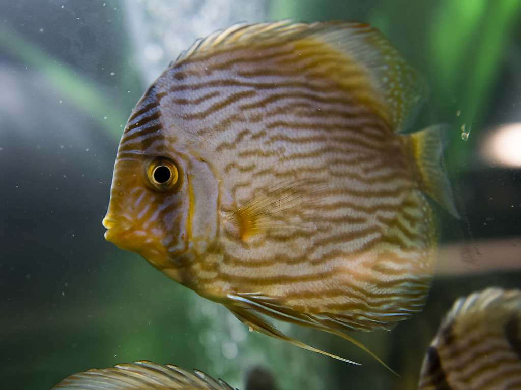 Endspurt für Aquatis, das grösste Süsswasser-Aquarium ...