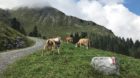 Die Kühe haben ihre Arbeit getan. Die Alp ist abgegrast, der Käse verteilt.