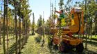 Die Stadtgärtnerei zieht die neuen Bäume in Arlesheim, bevor sie dann in der Stadt verpflanzt werden.